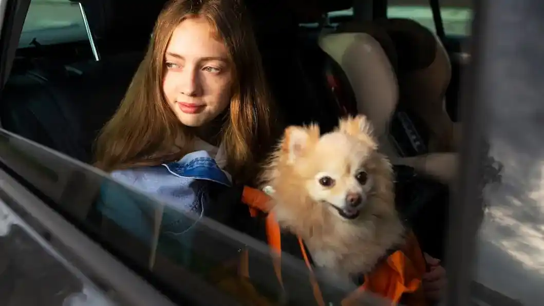 Pet taxi service